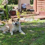 Rustikalna Chalupka Pri Jazere Alpstuga Nemšová